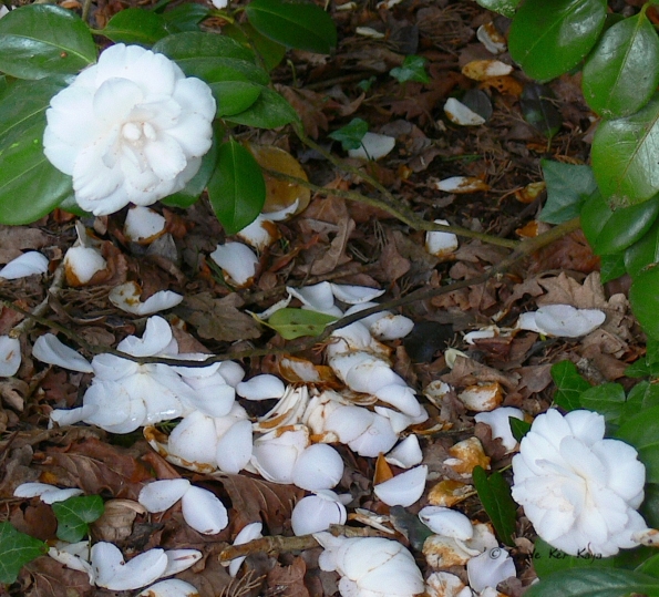 Bois des Moutiers (142) Mai 2012